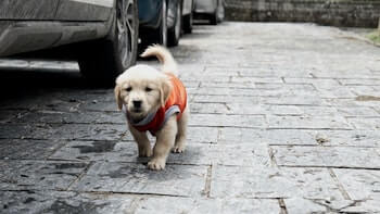 Golden Retriever puppy walking on a cobblestone pathway beside parked cars wearing an orange sweater.