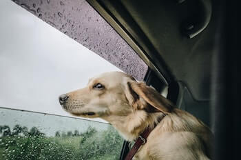 A Golden Retriever sitting in a car sticking his head out of the window.