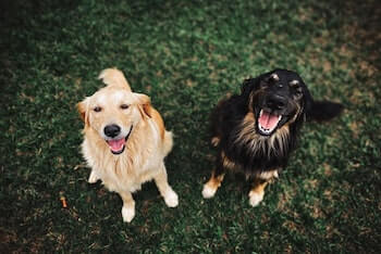 A Golden Retriever sitting next to a Bernese Mountain Dog outside on the grass. Both dogs are looking up with their mouths open.