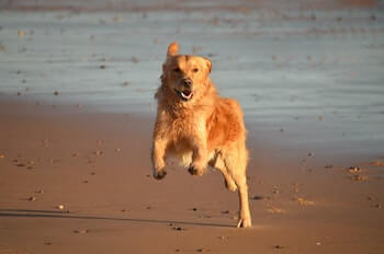 A Golden Retriever running towards you on a sandy beach.