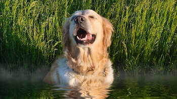 A Golden Retriever sitting in a body of water, with grass behind him. He has a very happy expression on his face.