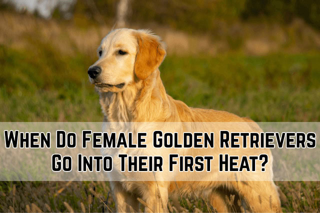 When Do Female Golden Retrievers Go Into Their First Heat - A female Golden Retriever standing in a field of grass looking straight ahead.
