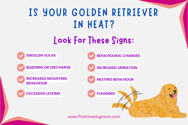Signs of Heat in Golden Retrievers Infographic.