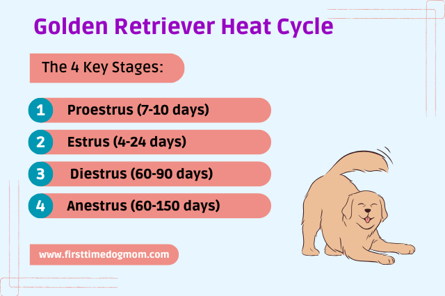 Four Stages Of Golden Retriever Heat Cycle Infographic.