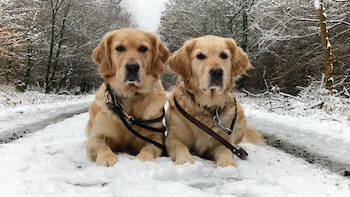 Two Golden Retrievers looking straight at you while laying on the snow.