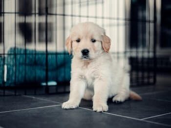 Ultimate Guide On Golden Retrievers - A Golden Retriever puppy sitting looking at you. A dog crate is in the background.