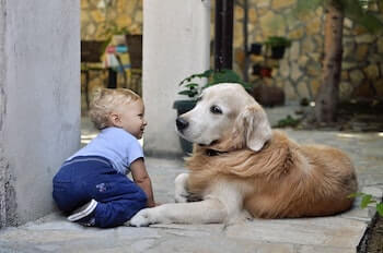 Ultimate Guide On Golden Retrievers - A toddler crawling on the floor next to a Golden Retriever.