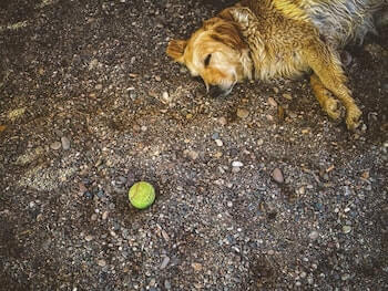 Ultimate Guide On Golden Retrievers - A Golden Retriever laying on dirt gravel sleeping, with a tennis ball in front of him.
