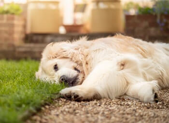 A Golden Retriever laying outside with its head on the grass, and its body on a dirt path.