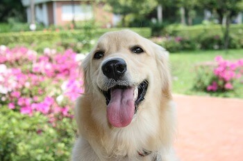 Ultimate Guide On Golden Retrievers - A happy Golden Retriever looking at you with its tongue sticking out. A flower garden is in the background.