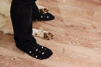 Why Do Golden Retrievers Love Socks - Golden Retriever dog paws and a human's feet wearing black polka dot socks are shown.