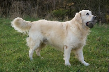 An adult Golden Retriever standing outside on a field of grass while holding a grey toy in its mouth.