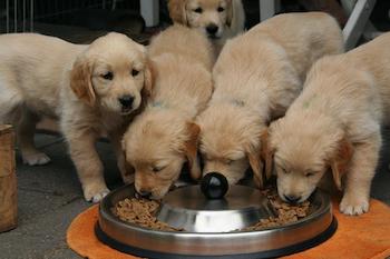 Five Golden Retriever puppies gathered near a stainless steel feeder bowl. Three puppies are eating, while two are standing and looking off to the side.