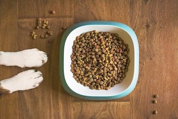 A dog food bowl filled with kibble placed on a wooden floor, next to a dog's white paws.