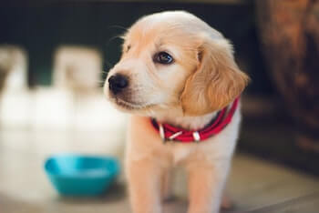 When Should My Golden Retriever Puppy Switch To Adult Food - A Golden Retriever puppy wearing a red collar, standing beside a blue dog food bowl.