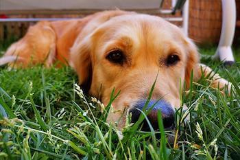 A Golden Retriever laying in the grass looking straight ahead.