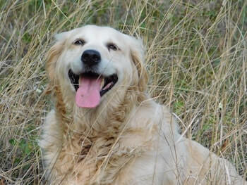 A Golden Retriever with a black spot on its tongue, sitting in a field of grass, smiling and looking at you.