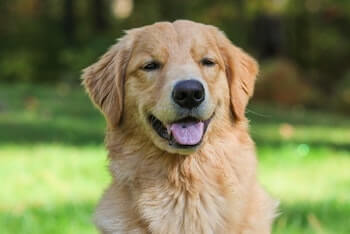 A Golden Retriever with a black spot on its tongue, sitting outside in a field of grass.
