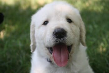 Why Does My Golden Retriever Have Black Spots On His Tongue - A Golden Retriever puppy with its tongue sticking out, looking at you.