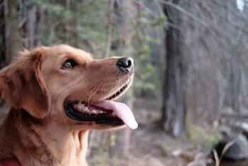 A Golden Retriever sitting and looking up. The dog's mouth is open and only the head and neck are shown.