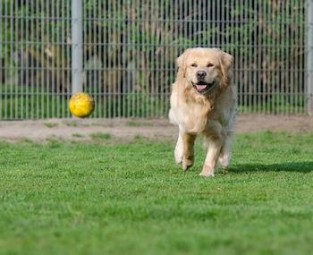 A Golden Retriever running after a yellow ball outside on the grass.