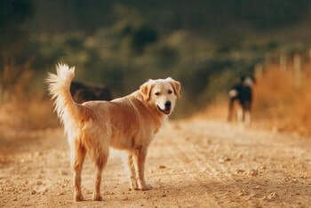 Why Does My Golden Retriever Bite His Tail - A Golden Retriever standing on a dirt path, looking back at you. His body is turned.