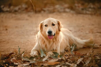Why Does My Golden Retriever Have A Pointed Head - A Golden Retriever with a pronounced occiput laying on sandy ground.
