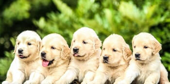 Five Golden Retriever puppies sitting next to each other. All five puppies are looking off to the left, one has its tongue sticking out.