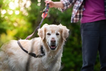An older Golden Retriever with a white face standing next to a human. The Golden Retriever is looking at you, while the human is holding a leash.