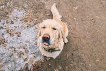 A Golden Retriever sitting on a dirt path, with its eyes closed and tongue sticking out.