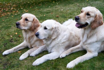 Three light coloured Golden Retrievers laying beside each other on a field of grass. All three dogs are looking straight ahead.