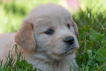 Will My Golden Retriever Change Colour - A Golden Retriever puppy laying in the grass looking off into the distance.