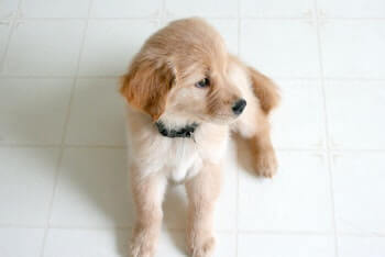 A Golden Retriever puppy sitting on a tiled floor looking off to the side.