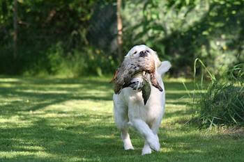 A young Golden Retriever carrying a shot waterfowl in its mouth.