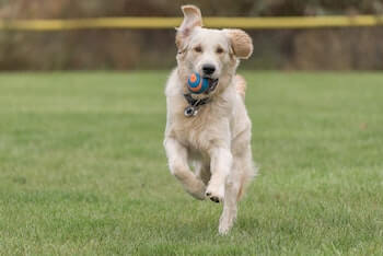 A Golden Retriever running towards you with a ball in its mouth.