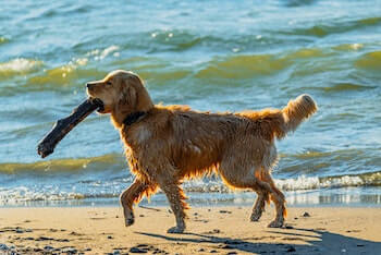 Are Golden Retrievers Good At Fetch-A Golden Retriever carrying a large stick in its mouth while walking along the beach.