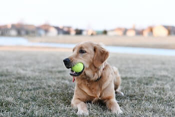 A Golden Retriever laying on the grass with a tennis ball in its mouth.