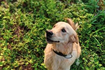 A Golden Retriever sitting on the grass looking up at you.