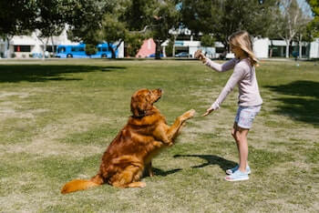A young blonde-haired girl training a Golden Retriever in a park.
