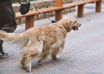 A Golden Retriever shown walking on a leash next to a man.
