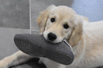 Are Golden Retrievers Good For Seniors - A young Golden Retriever with a grey slipper in its mouth.