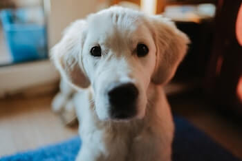 A young Golden Retriever pup standing and looking at you.