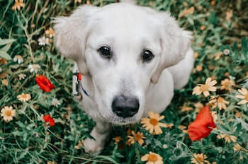 A Golden Retriever puppy surrounded by wildflowers, sitting and looking up at you.