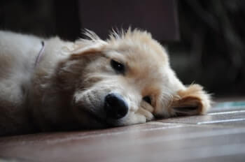 A Golden Retriever puppy laying on a cool tiled floor.