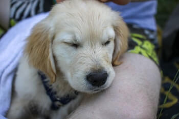 A Golden Retriever puppy covered in a purple towel sleeping on a man's lap.