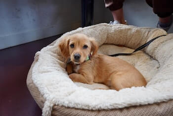 Calming Beds For Dogs - A Golden Retriever puppy laying on a calming dog bed.