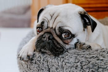 A Pug looking at you while laying on a grey calming dog bed.