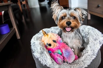 A small Yorkie dog sitting up looking alert in a grey calming dog bed, next to a pink plush dog toy.