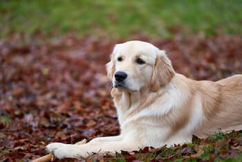 Will My Golden Retriever's Hair Grow Back - A Golden Retriever laying on the ground that is covered in leaves. The dog is looking off into the distance.