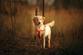 A Golden Retriever wearing a red harness standing on a dirt path. The dog is facing you and looking off into the distance.